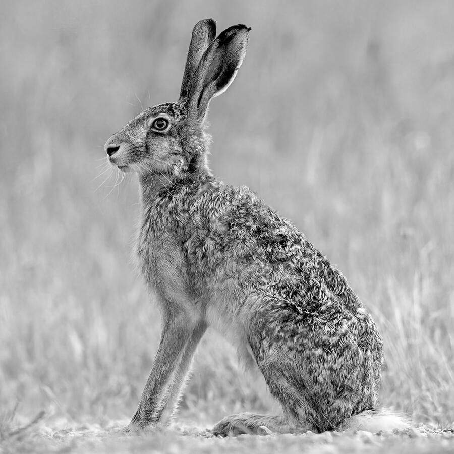 Hare