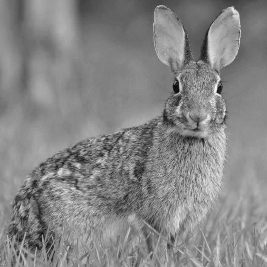 Wild Rabbit