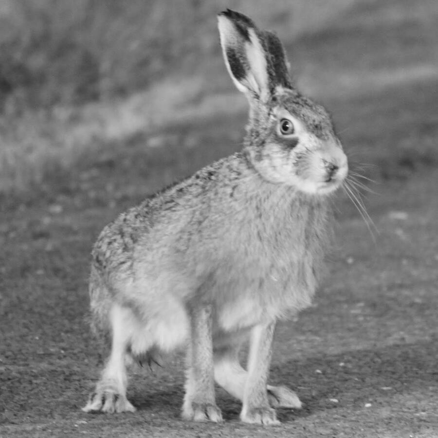 Whitewell Hare