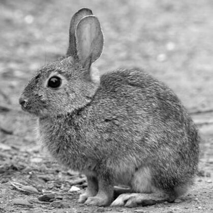 Short-Eared Hare
